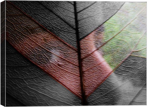 leaf veil Canvas Print by anurag gupta