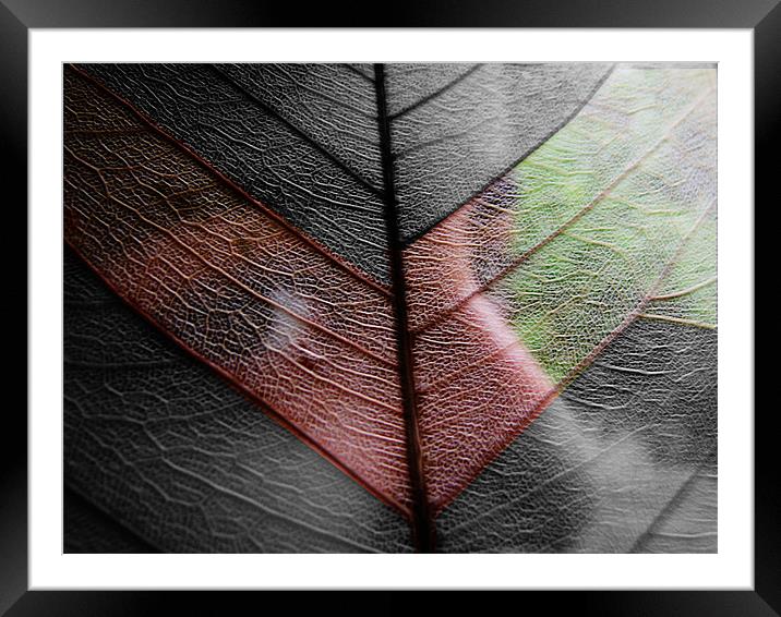 leaf veil Framed Mounted Print by anurag gupta