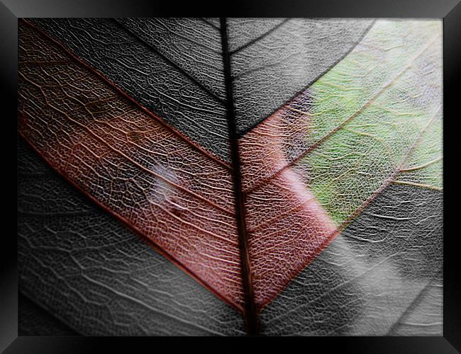 leaf veil Framed Print by anurag gupta