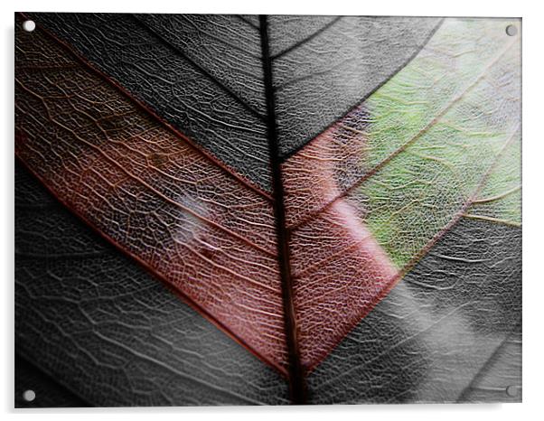 leaf veil Acrylic by anurag gupta
