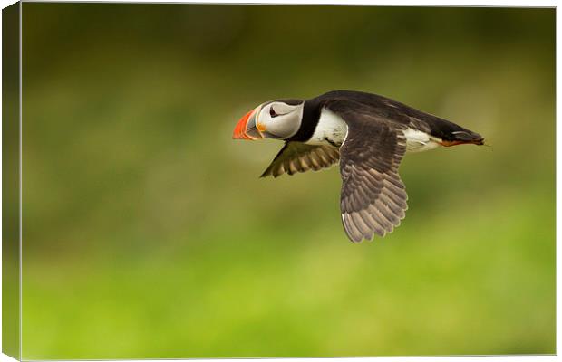 Flight of the Puffin Canvas Print by Mark Medcalf