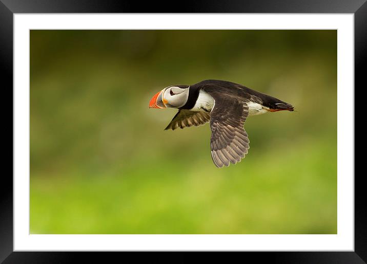 Flight of the Puffin Framed Mounted Print by Mark Medcalf