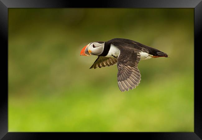 Flight of the Puffin Framed Print by Mark Medcalf