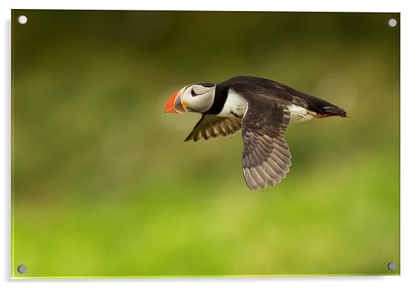 Flight of the Puffin Acrylic by Mark Medcalf
