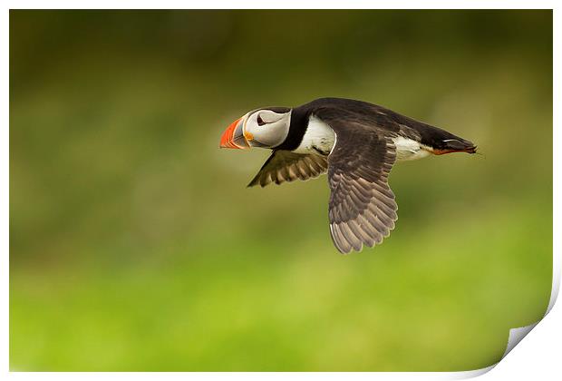 Flight of the Puffin Print by Mark Medcalf