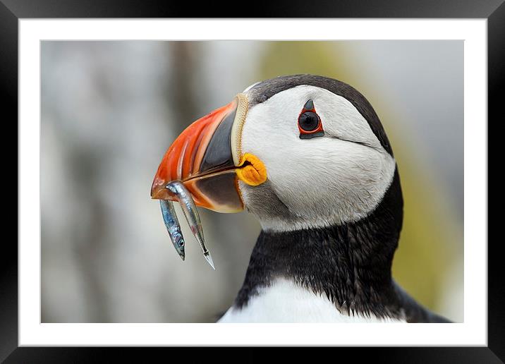 Puffin with Single Sandeel Framed Mounted Print by Mark Medcalf