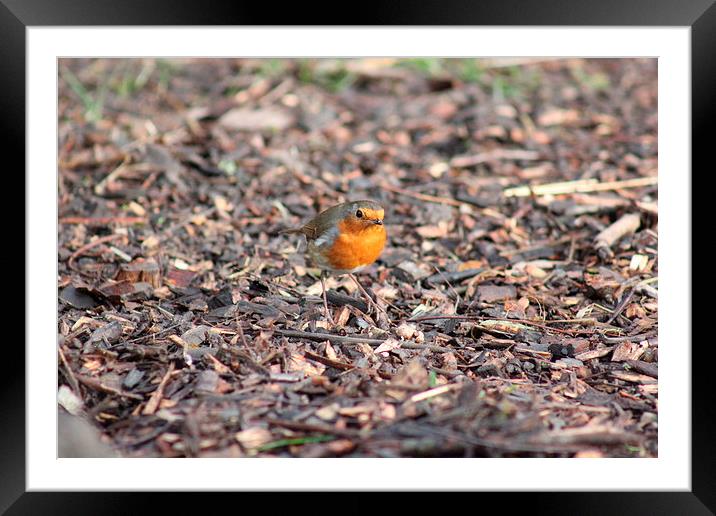 Robin Framed Mounted Print by Claire Colston