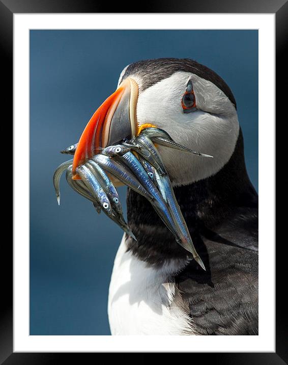 Mouthful Framed Mounted Print by Mark Medcalf