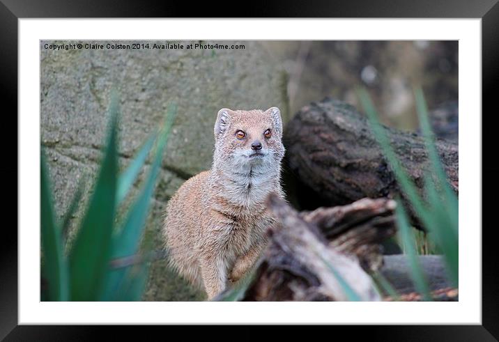 Yellow Mongoose Framed Mounted Print by Claire Colston
