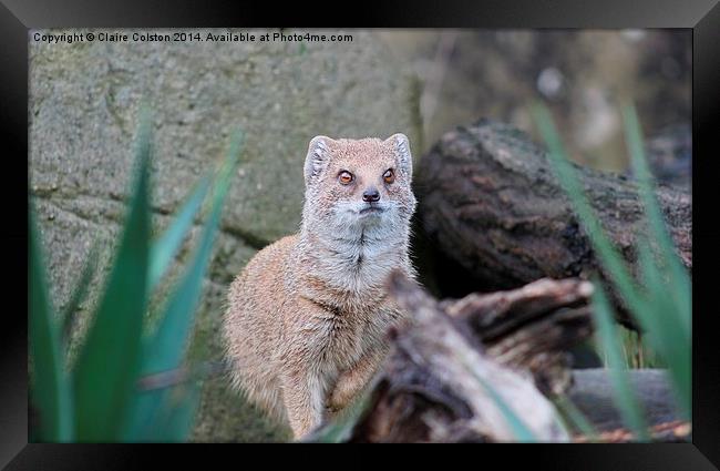 Yellow Mongoose Framed Print by Claire Colston