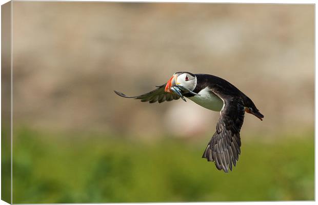 Puffin Flight Canvas Print by Mark Medcalf