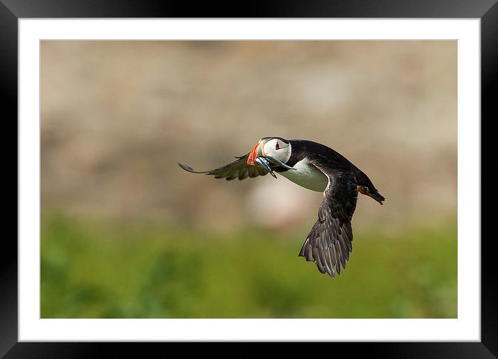 Puffin Flight Framed Mounted Print by Mark Medcalf
