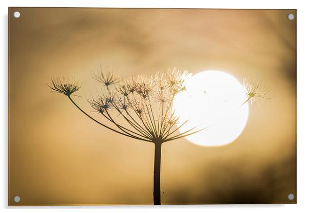 Flower in the Sun Acrylic by Keith Thorburn EFIAP/b