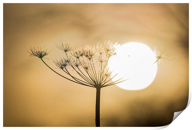 Flower in the Sun Print by Keith Thorburn EFIAP/b