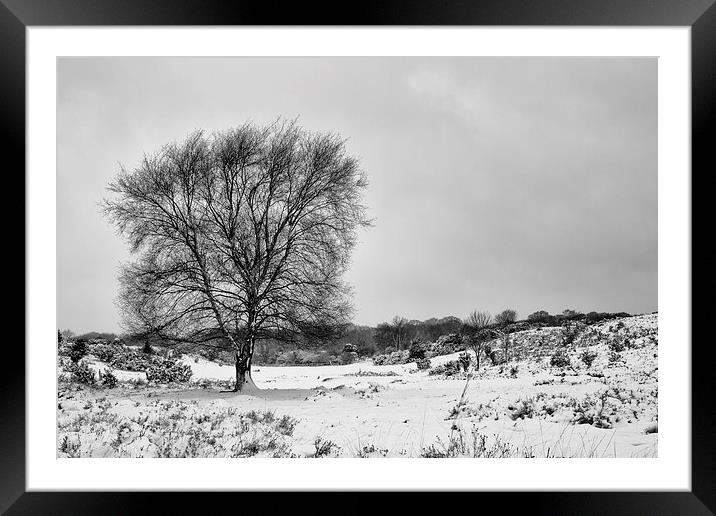 New Forest in the snow Framed Mounted Print by Ian Jones