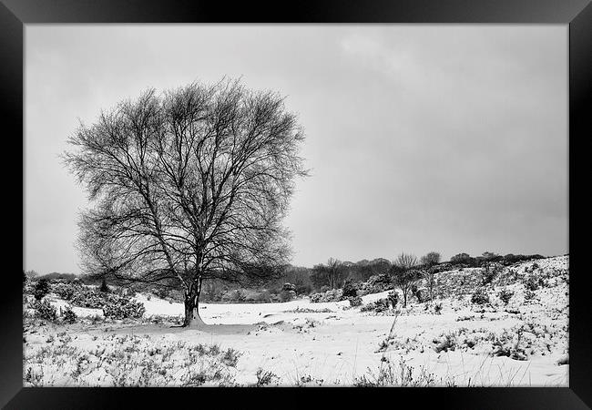 New Forest in the snow Framed Print by Ian Jones