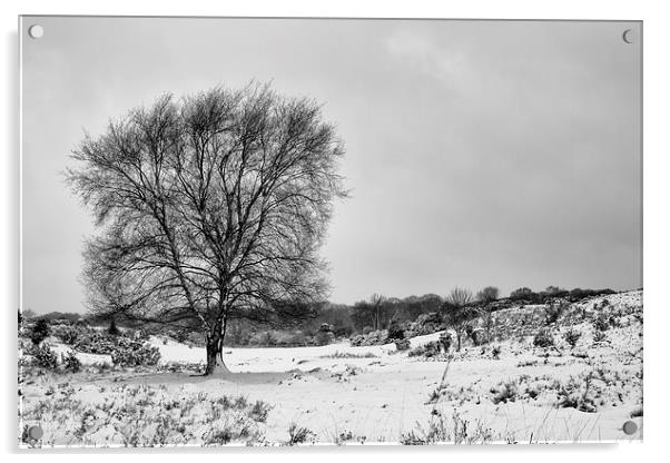 New Forest in the snow Acrylic by Ian Jones