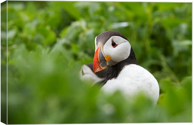 Shy Puffin Canvas Print by Mark Medcalf