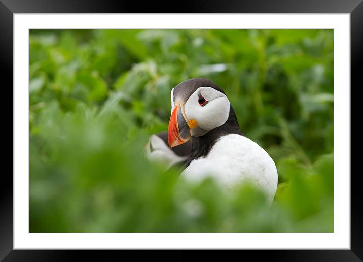 Shy Puffin Framed Mounted Print by Mark Medcalf