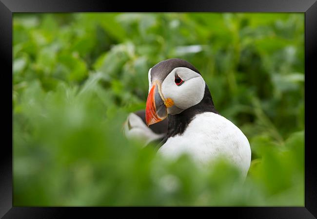 Shy Puffin Framed Print by Mark Medcalf