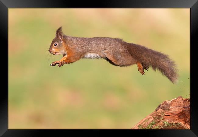 Flying Squirrel Framed Print by Mark Medcalf