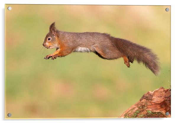 Flying Squirrel Acrylic by Mark Medcalf