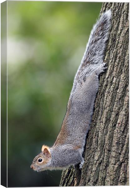 Grey Squirrel Canvas Print by Mark Medcalf