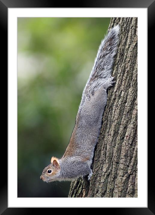 Grey Squirrel Framed Mounted Print by Mark Medcalf