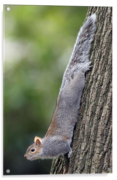 Grey Squirrel Acrylic by Mark Medcalf