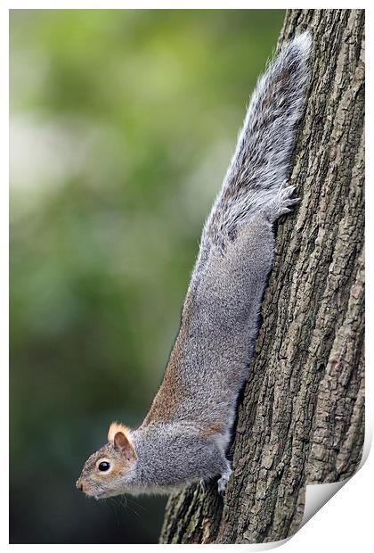 Grey Squirrel Print by Mark Medcalf