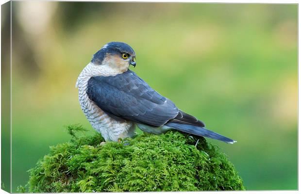 Sparrowhawk Looking Back Canvas Print by Mark Medcalf