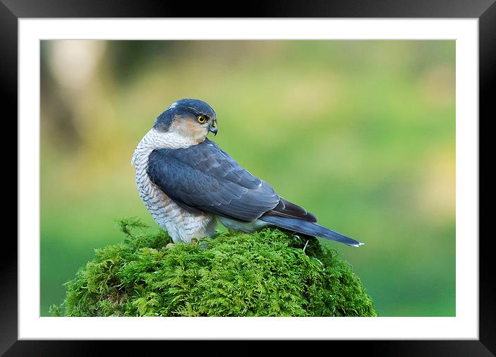 Sparrowhawk Looking Back Framed Mounted Print by Mark Medcalf