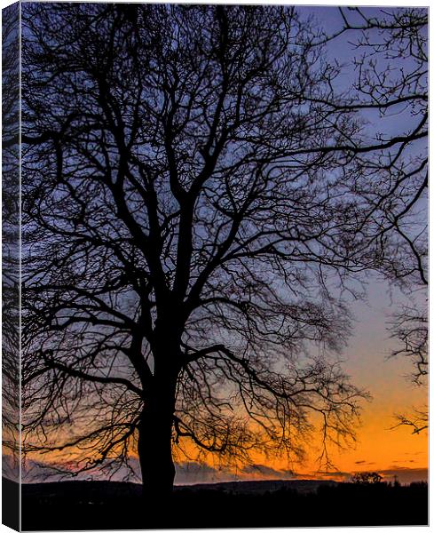 Tree Silhouette winter sunset Canvas Print by Dean Messenger