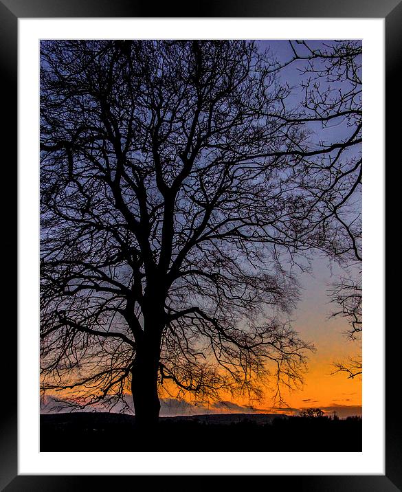 Tree Silhouette winter sunset Framed Mounted Print by Dean Messenger