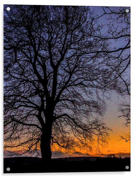 Tree Silhouette winter sunset Acrylic by Dean Messenger