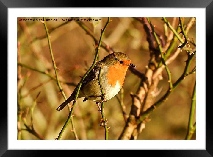Rocking Robin Framed Mounted Print by Alan Sutton