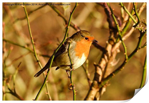 Rocking Robin Print by Alan Sutton