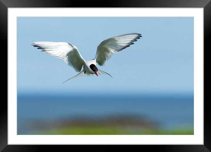 Diving Tern Framed Mounted Print by Mark Medcalf