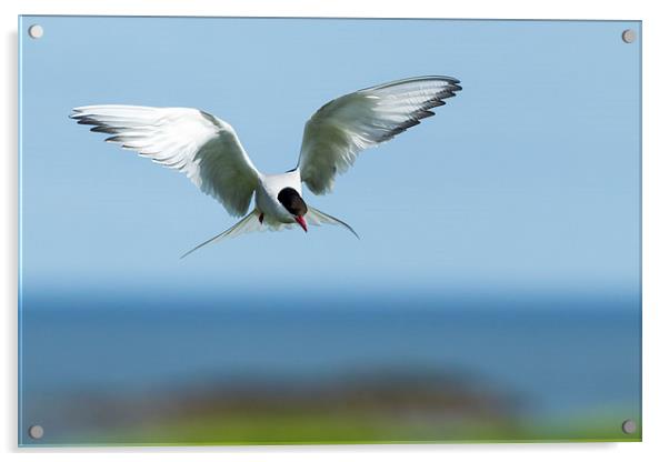 Diving Tern Acrylic by Mark Medcalf