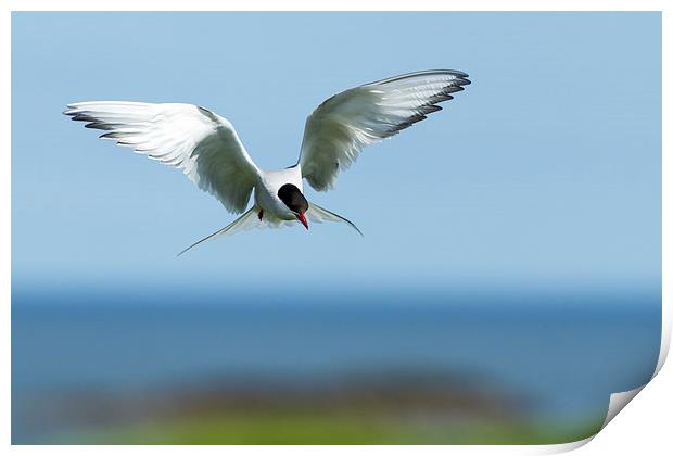 Diving Tern Print by Mark Medcalf