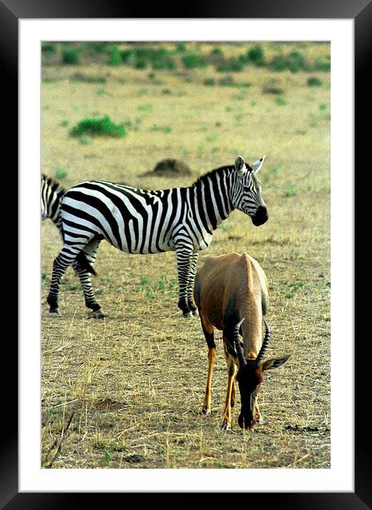 JST2903 Hartebeest and Zebra Framed Mounted Print by Jim Tampin