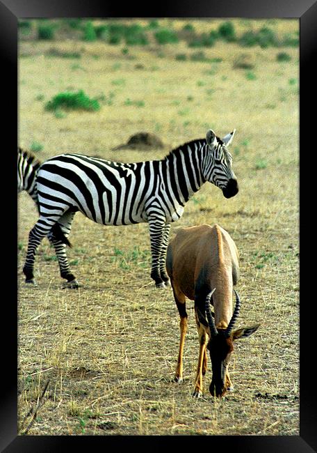 JST2903 Hartebeest and Zebra Framed Print by Jim Tampin