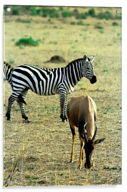 JST2903 Hartebeest and Zebra Acrylic by Jim Tampin