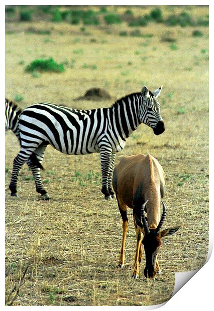JST2903 Hartebeest and Zebra Print by Jim Tampin