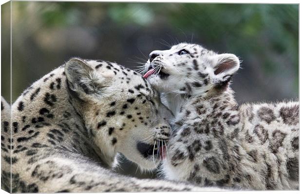 Snow leopard cub washes mum. Canvas Print by Kenneth Dear