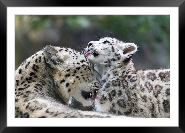 Snow leopard cub washes mum. Framed Mounted Print by Kenneth Dear