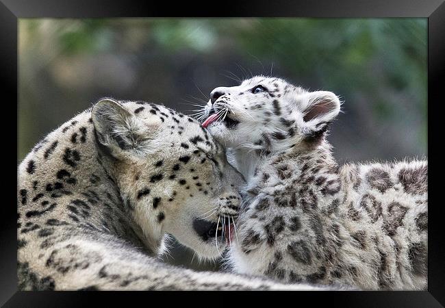 Snow leopard cub washes mum. Framed Print by Kenneth Dear
