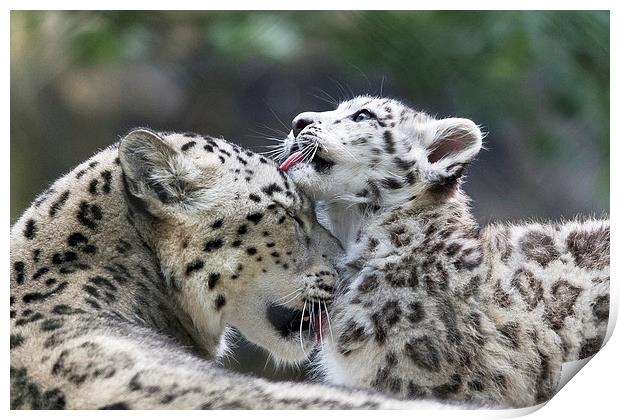 Snow leopard cub washes mum. Print by Kenneth Dear