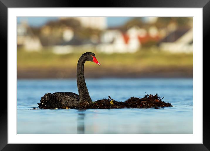 The Black Swan Framed Mounted Print by Mark Medcalf