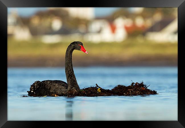 The Black Swan Framed Print by Mark Medcalf
